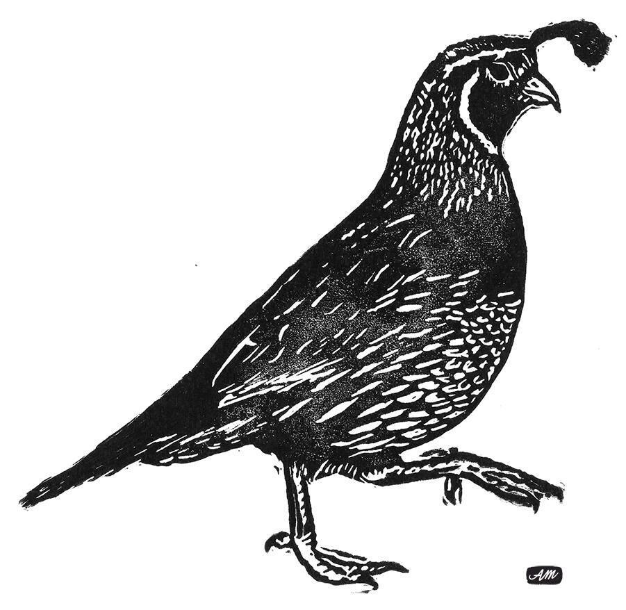 california quail california quail