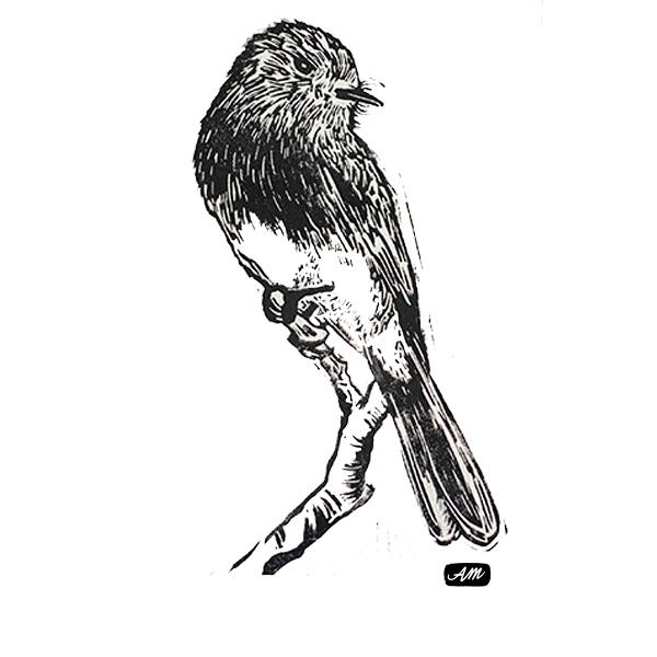 black phoebe black phoebe