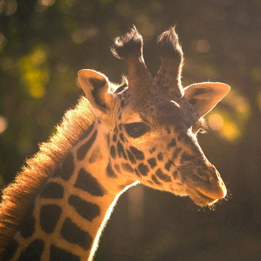 LA Zoo